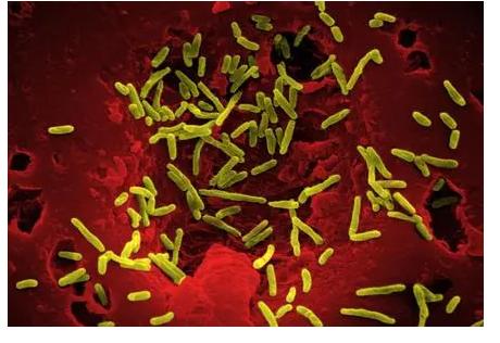 蓝藻球菌的完整细胞MALDI-TOF质谱分析，用于分类和鉴定标记蛋白