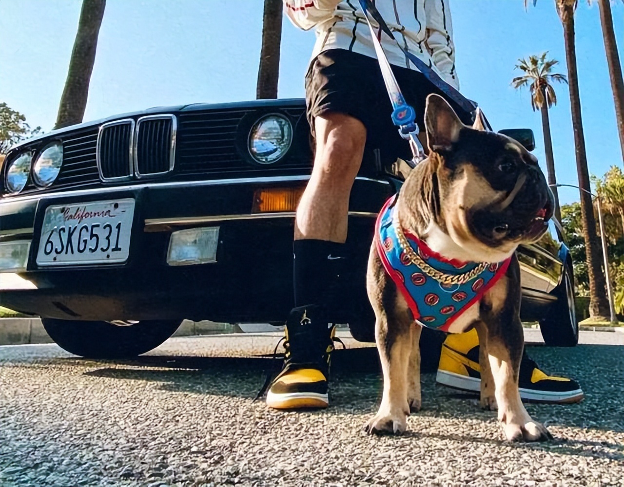 宠物经济商业模式成功的原因,宠物经济崛起