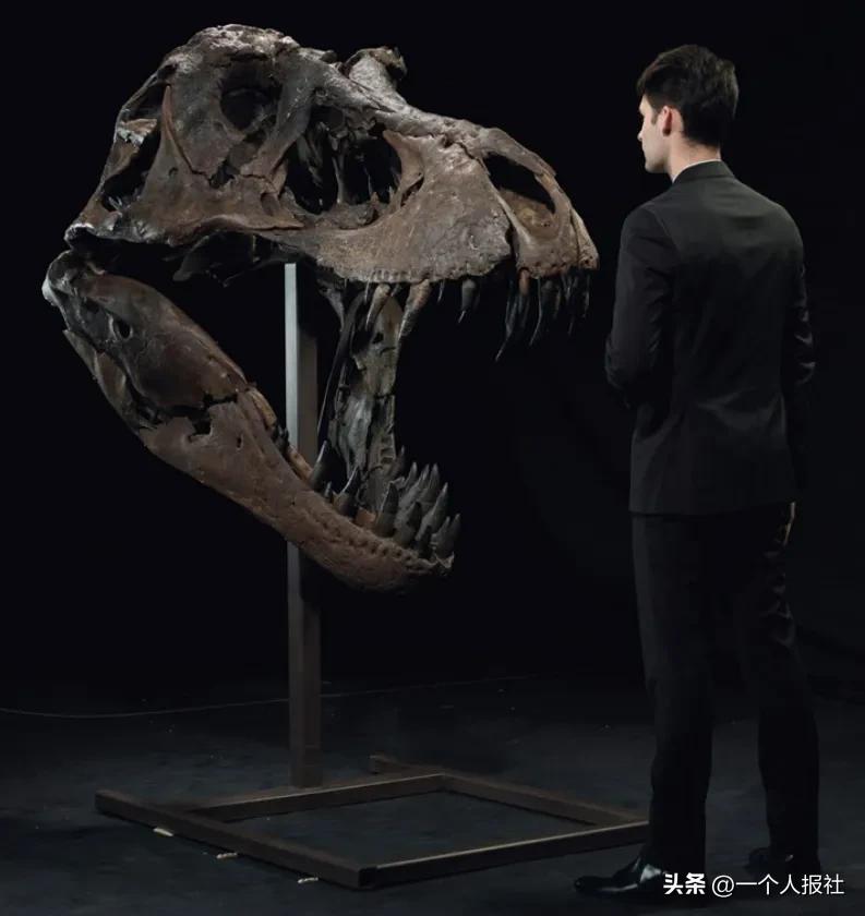 佳士得恐龙化石拍卖 (上海拍卖恐龙化石)