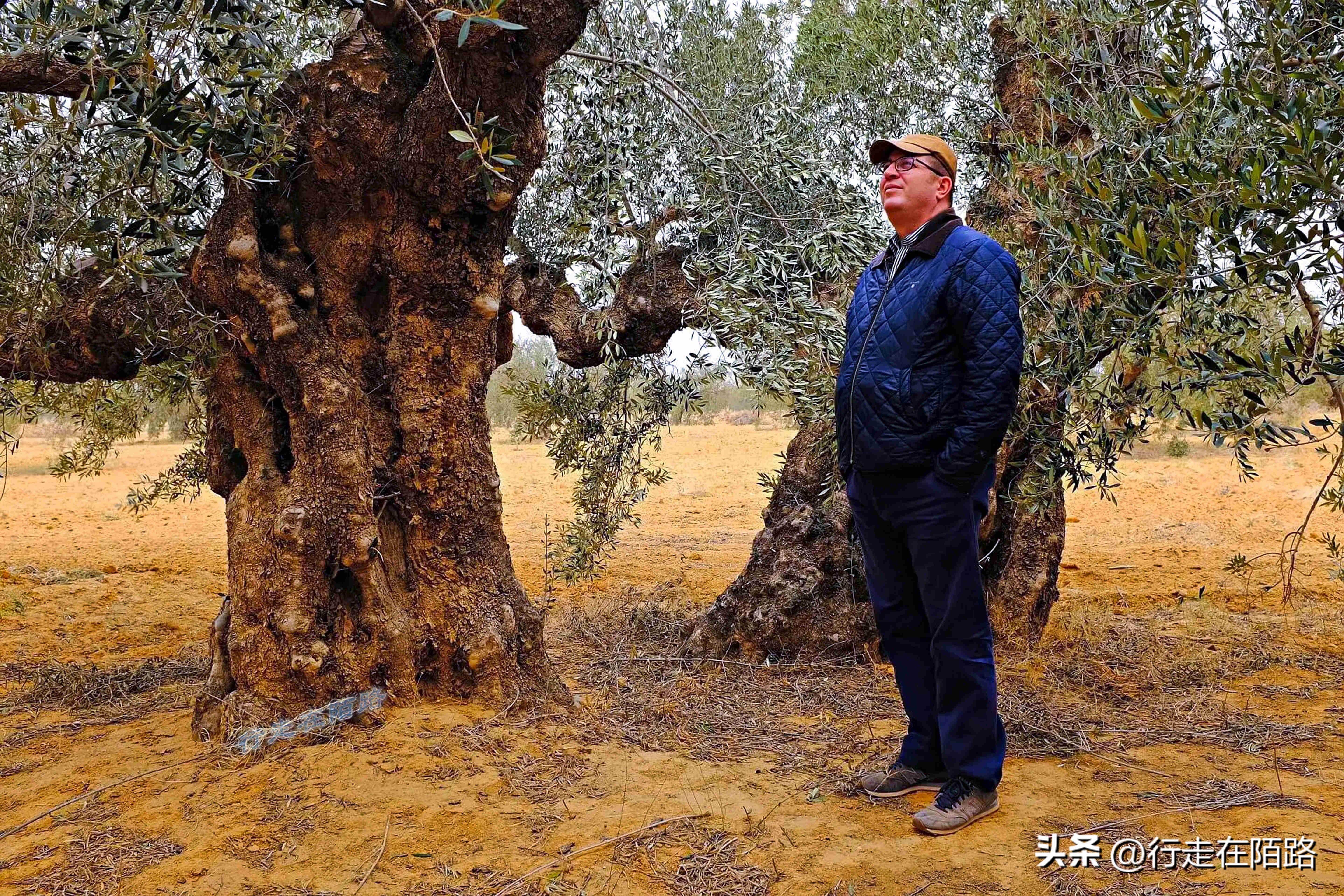 非洲突尼斯：不太一样的穆斯林国家，面积小人口少物价低