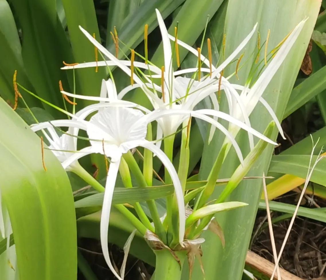 赏花旅游种什么花,春季去公园踏青上百种花让人眼花