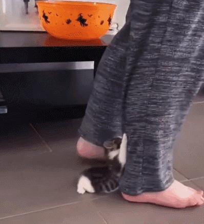 猫核酸检测有必要做吗,猫做核酸粤语视频