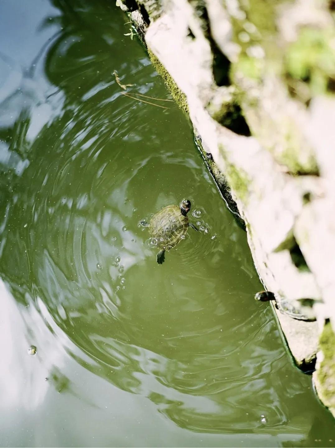 深海油龟,深海鱼油旗舰店官方直播