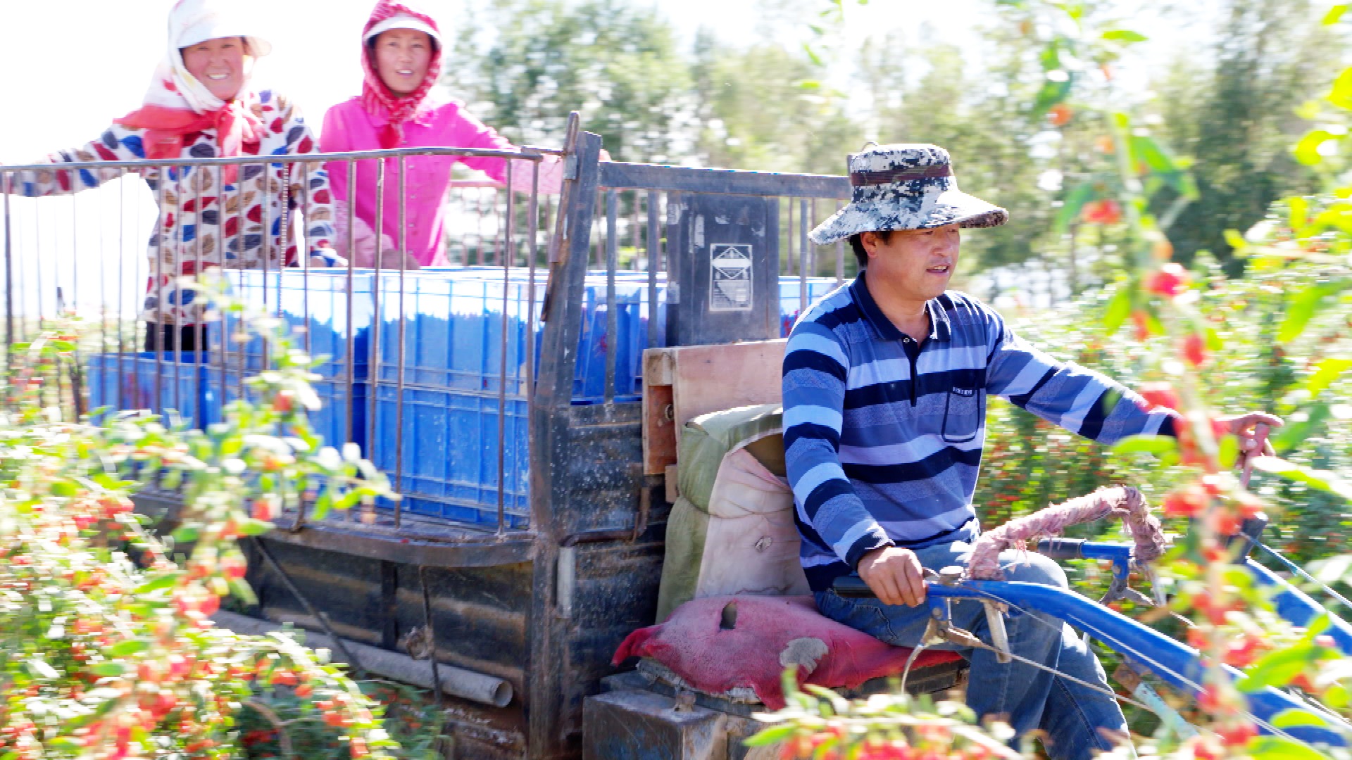 青海诺木洪枸杞今年什么时候摘,青海诺木洪枸杞采摘