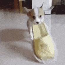 博美和柯基哪个好养,柯基比熊博美哪个更适合女孩子养