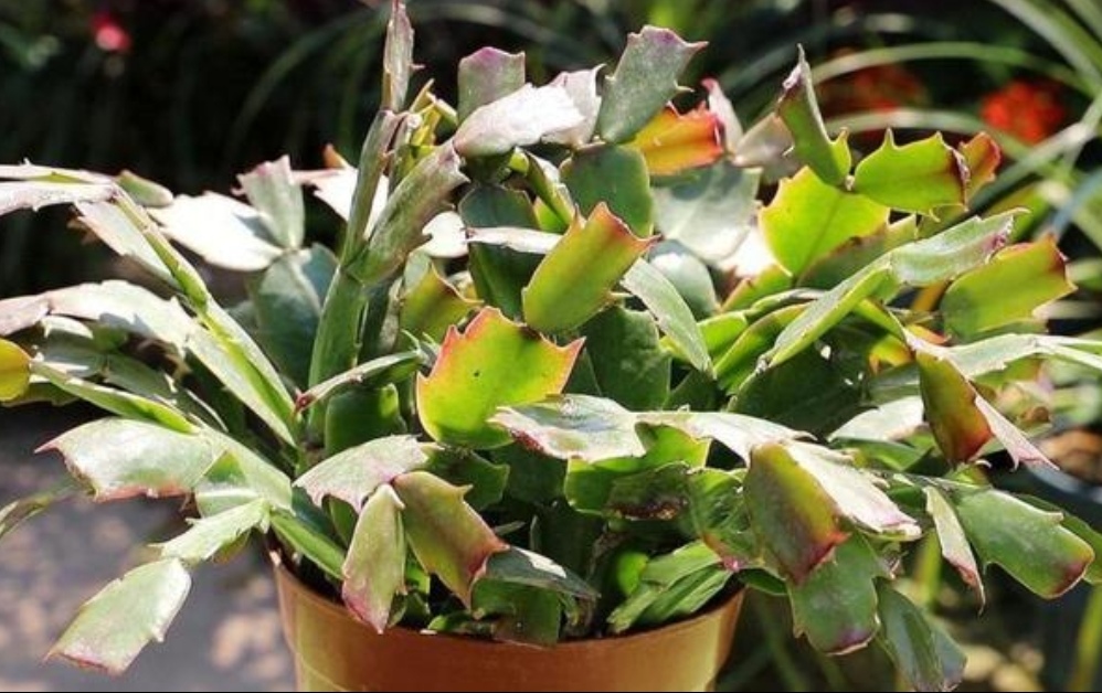 蟹爪兰叶子发软怎么解决,新买的蟹爪兰叶子发软可以捏下吗