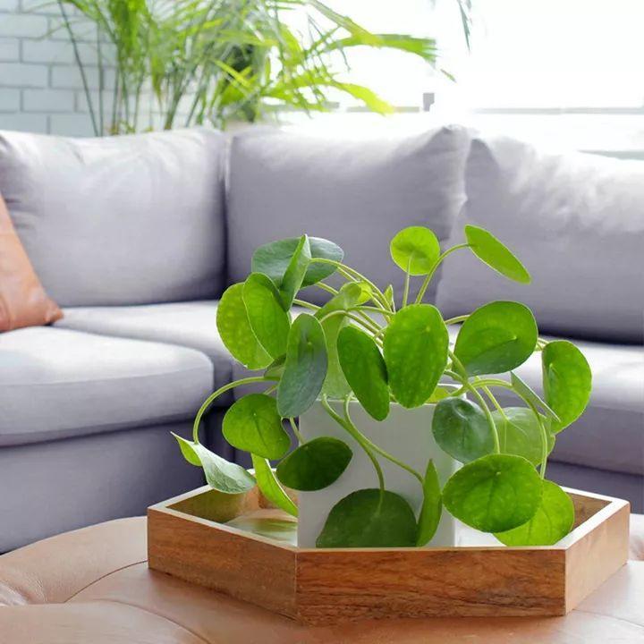 适合室内养的耐阴花和植物,什么花耐阴最好养不怕晒