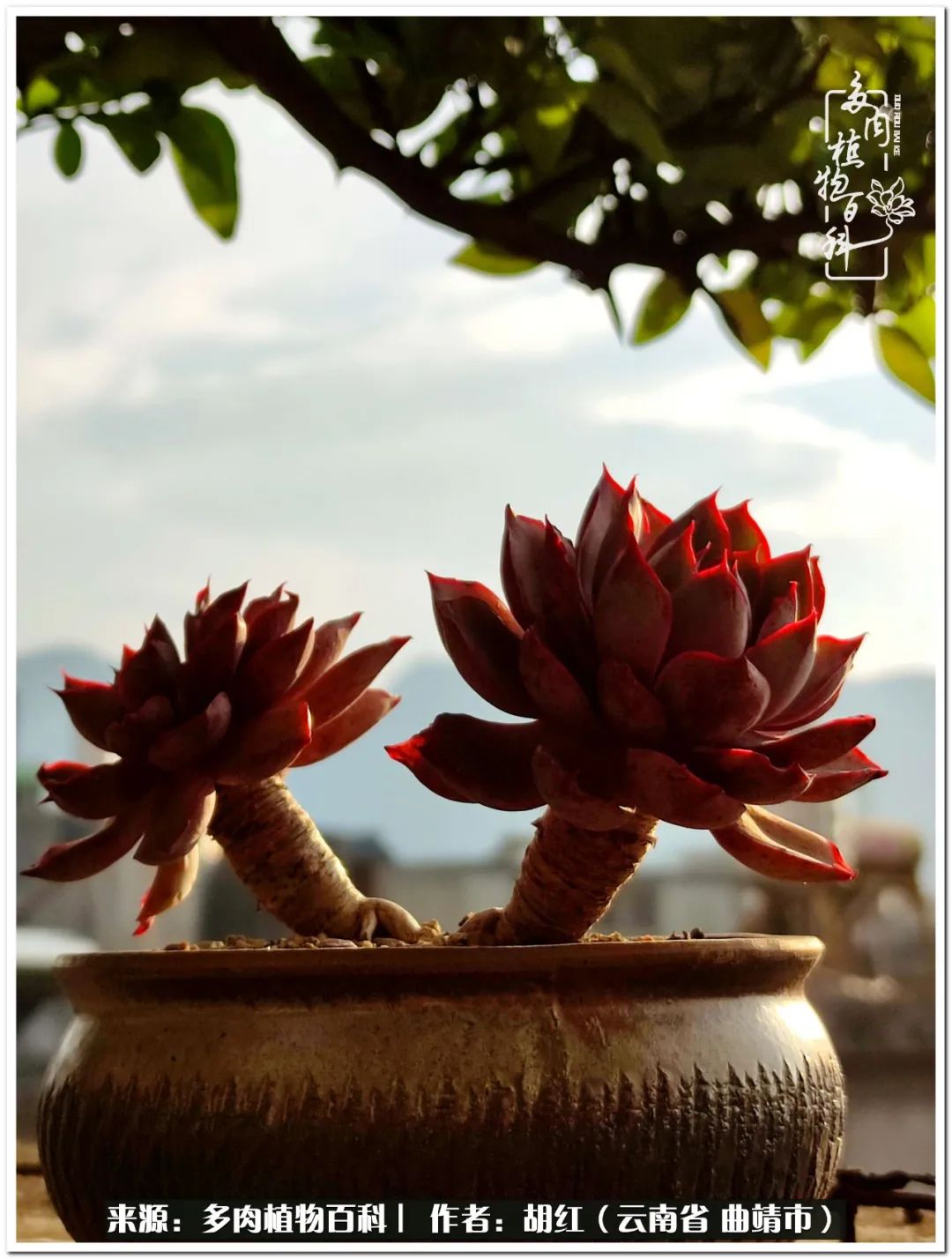 多肉植物里的糖,多肉生活的调味剂