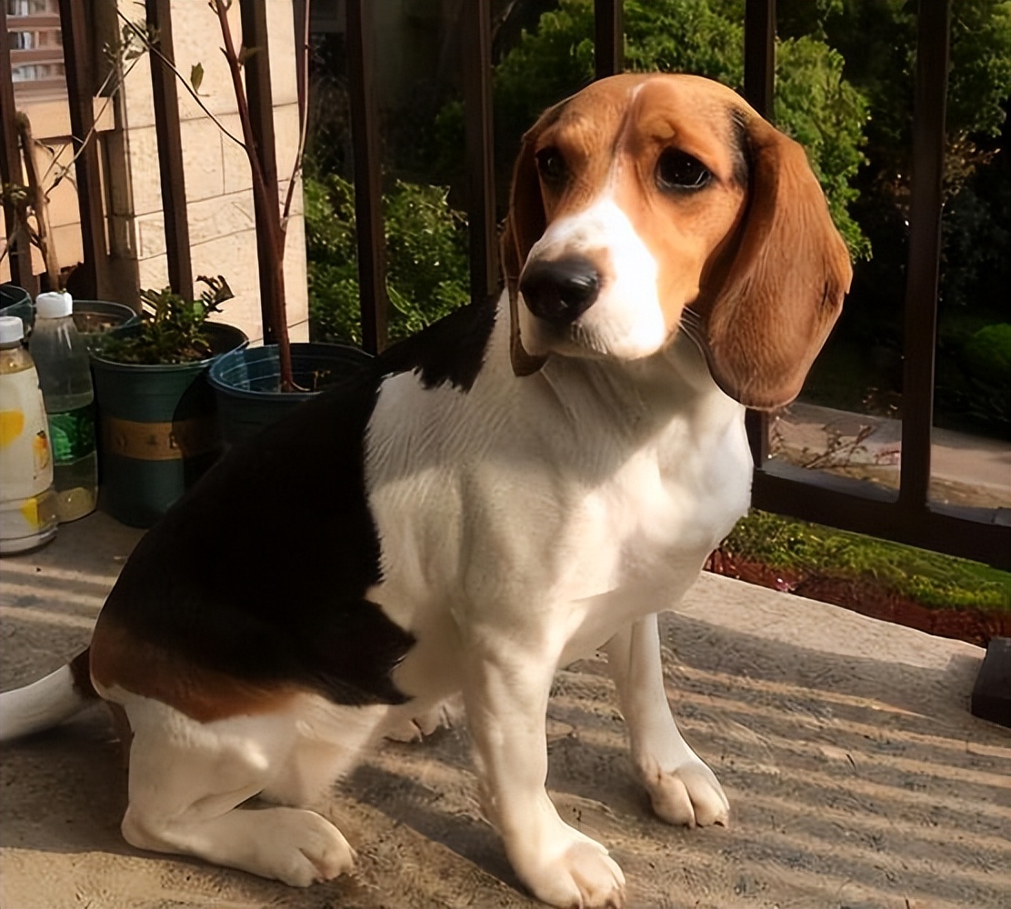 世界上最强的五种狗对人非常忠诚,一招看出来哪种狗性格最温顺