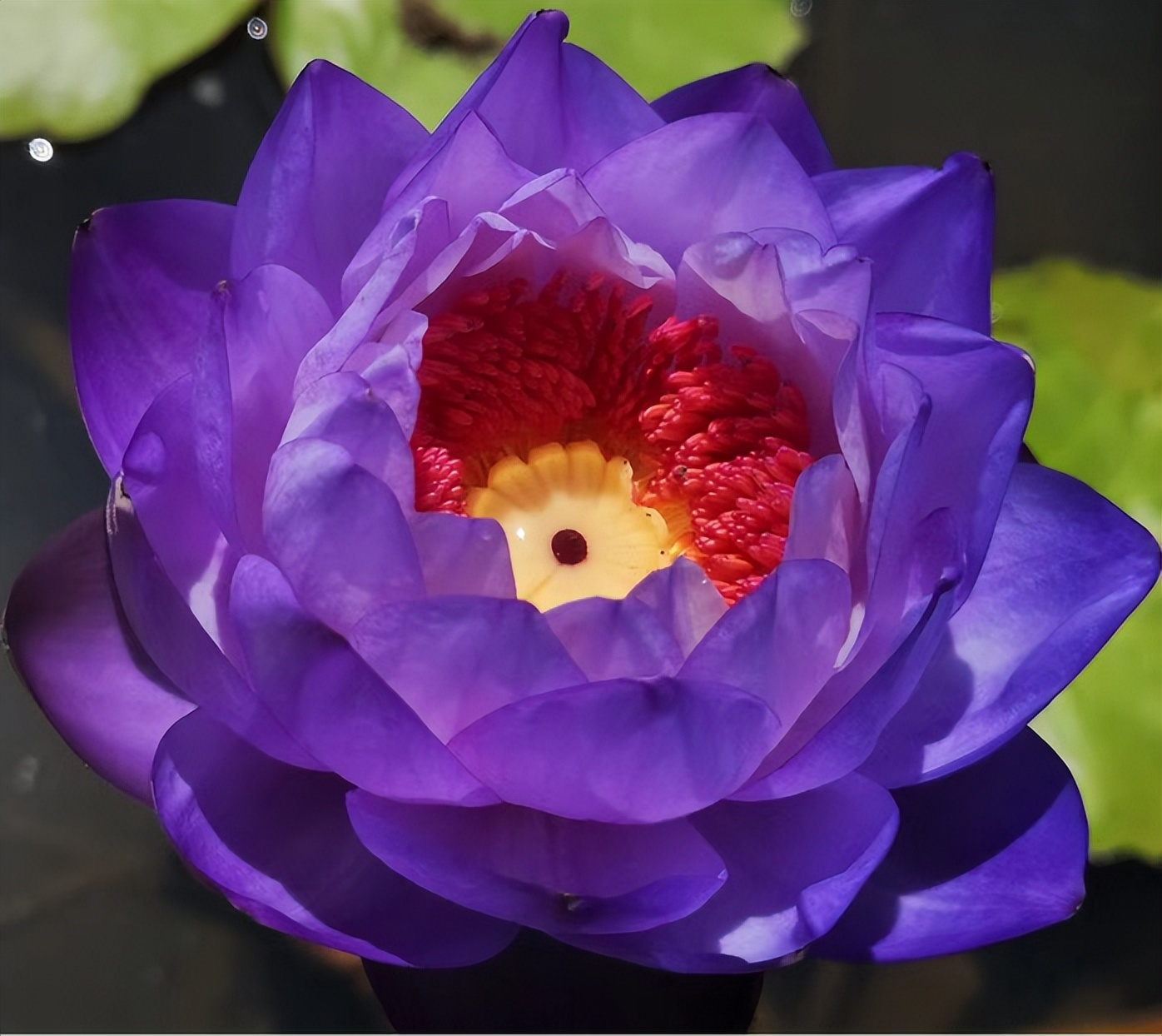 适合新手养的睡莲品种,澳洲睡莲怎么栽培