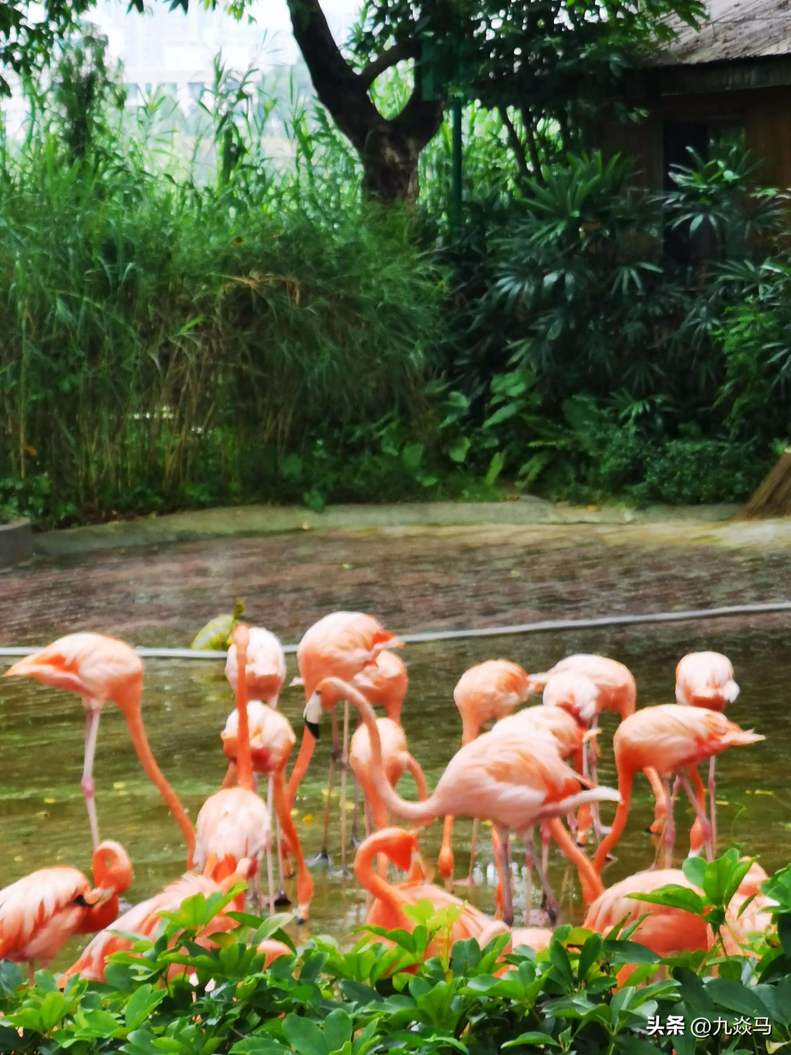 七星岩岭南特秀,岭南风景景区