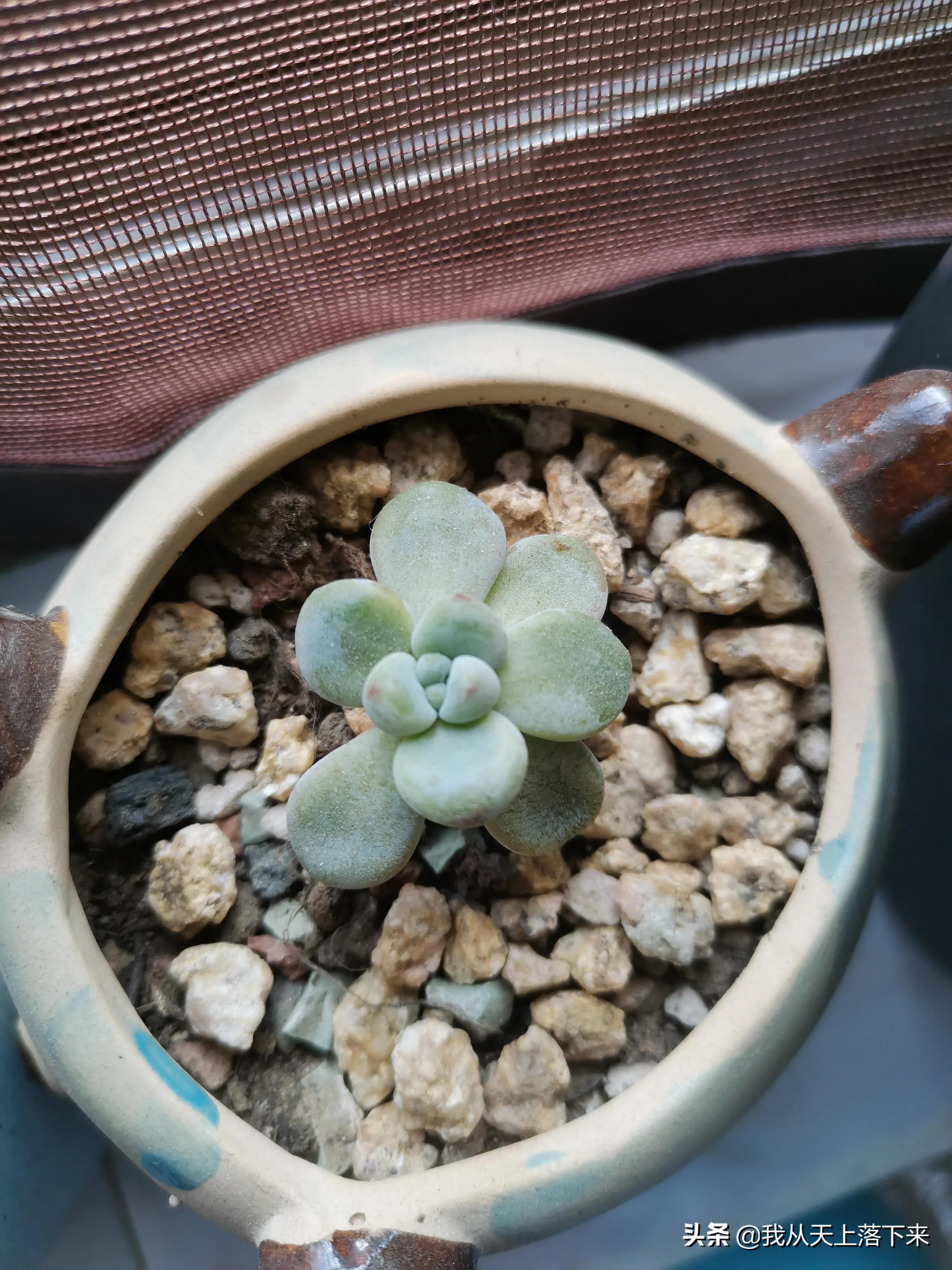 多肉品种及图片大全欣赏,多肉品种辨别图片大全欣赏