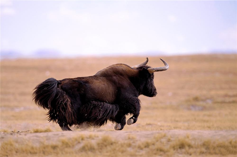 可可西里藏羚羊盗猎事件视频,可可西里狼被带走