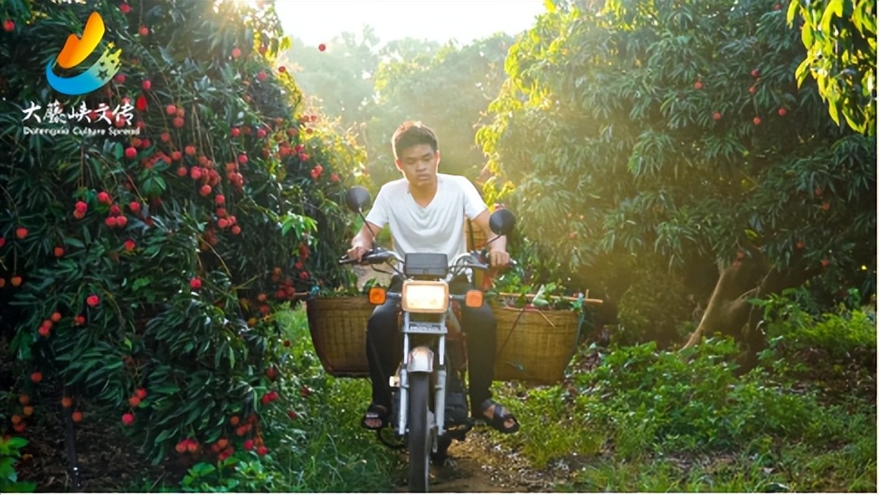 滴滴滴！2023年桂平荔枝最全采购指南！你的桂平荔枝已到达！