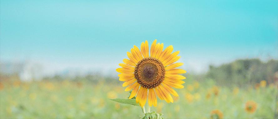 收藏全球公认的4大抗癌处方,癌症患者抗癌宝典图片