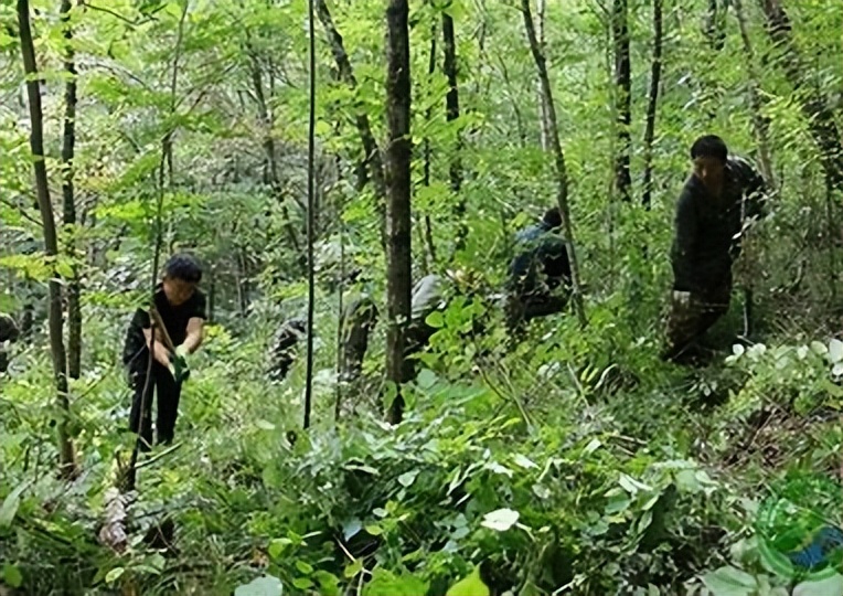 利用林业资源带动经济发展的举措,利用与发展