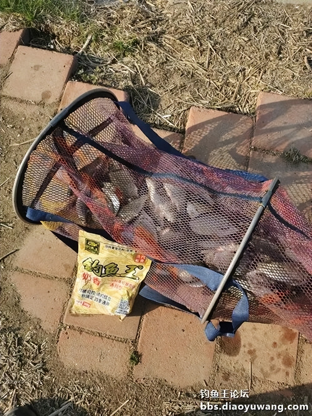 天气变冷怎么钓板鲫,温度升高钓鲢鳙