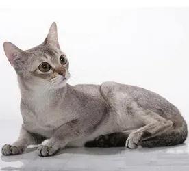 世界上最小的宠物猫,世界上最小的宠物猫品种