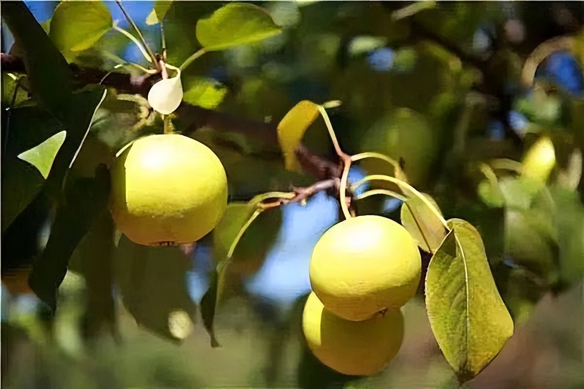 这些山里的果子你吃过吗,好吃又少见的果子有哪些