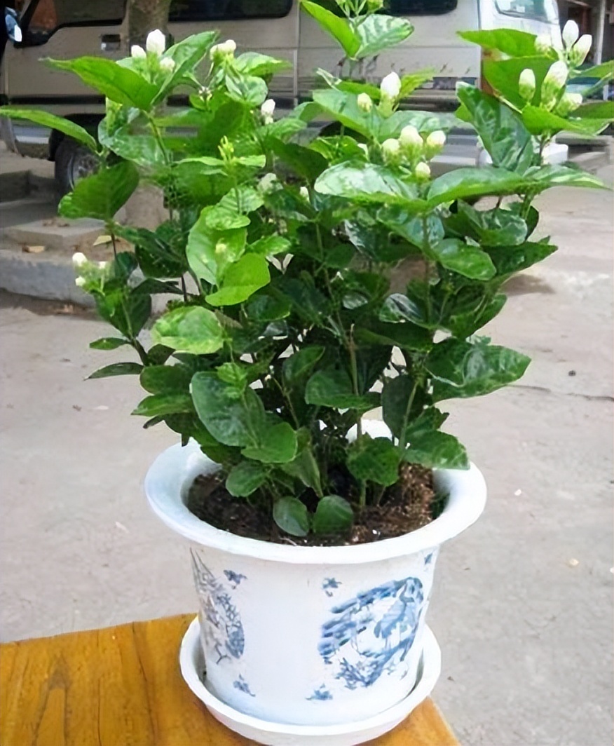 养时间长的绿萝还能吸甲醛吗,绿萝吸收甲醛怎么样才能养活