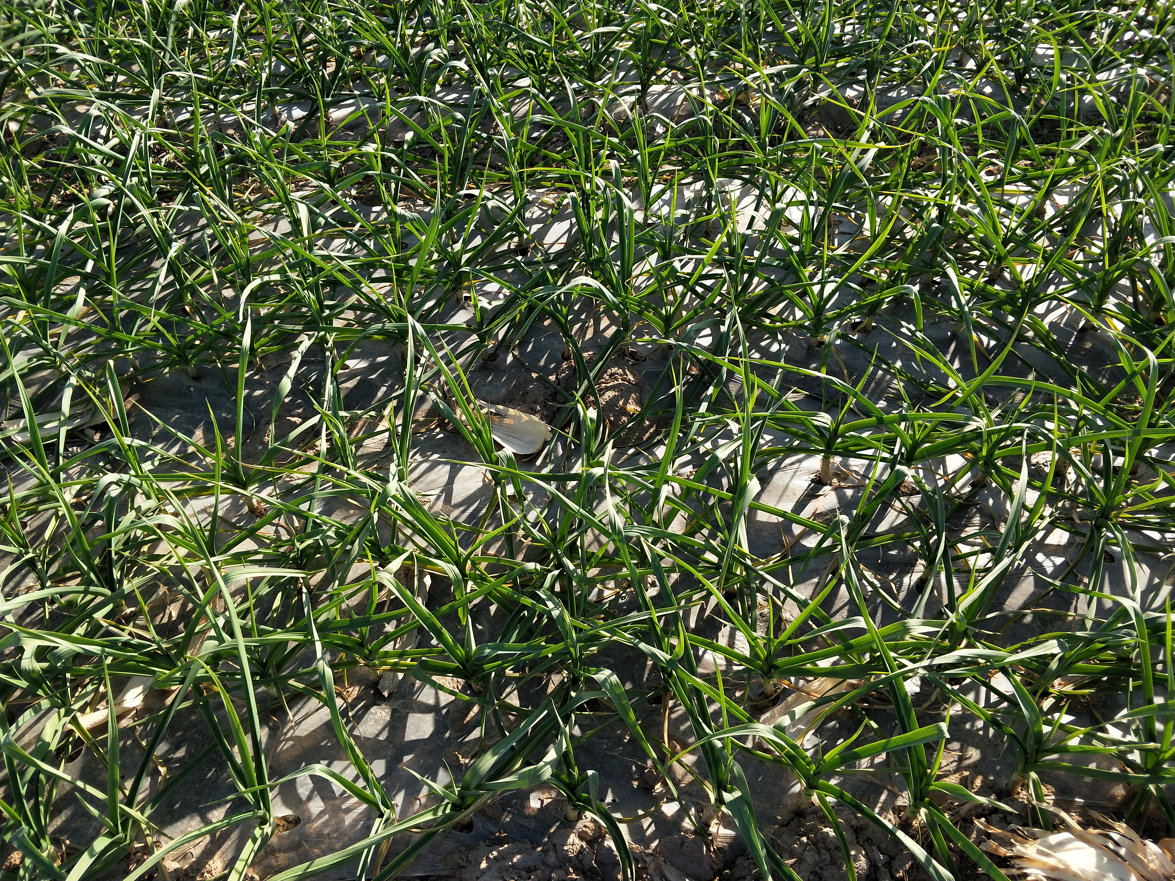 大蒜幼苗叶发黄是怎么回事,大蒜叶片发黄干枯农户如何解决