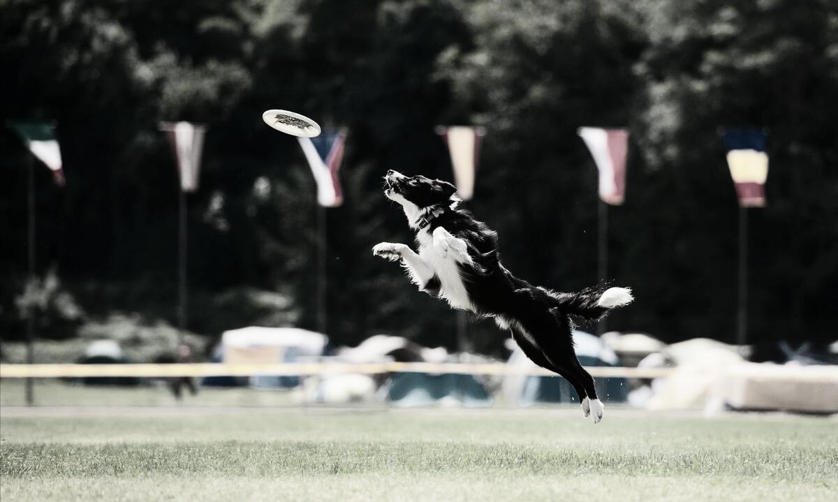 运动项目飞盘,飞盘运动项目的主要比赛方式