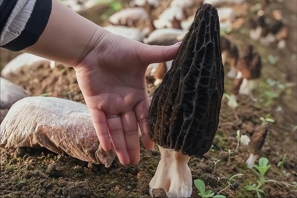 人工种植的羊肚菌多少钱一斤现在,人工种植羊肚菌目前价格