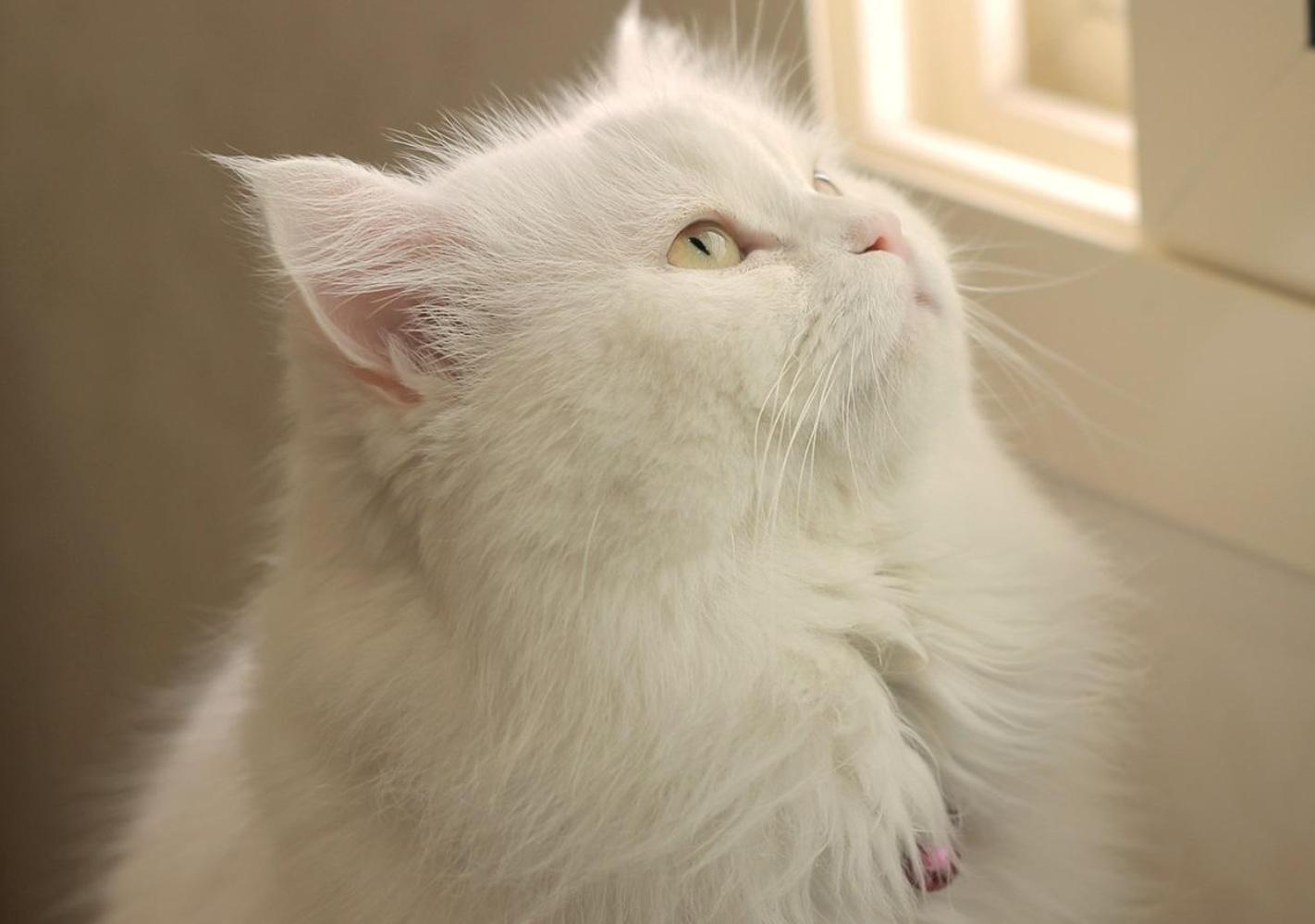 哪些猫掉毛不那么严重,哪种猫掉毛特别严重