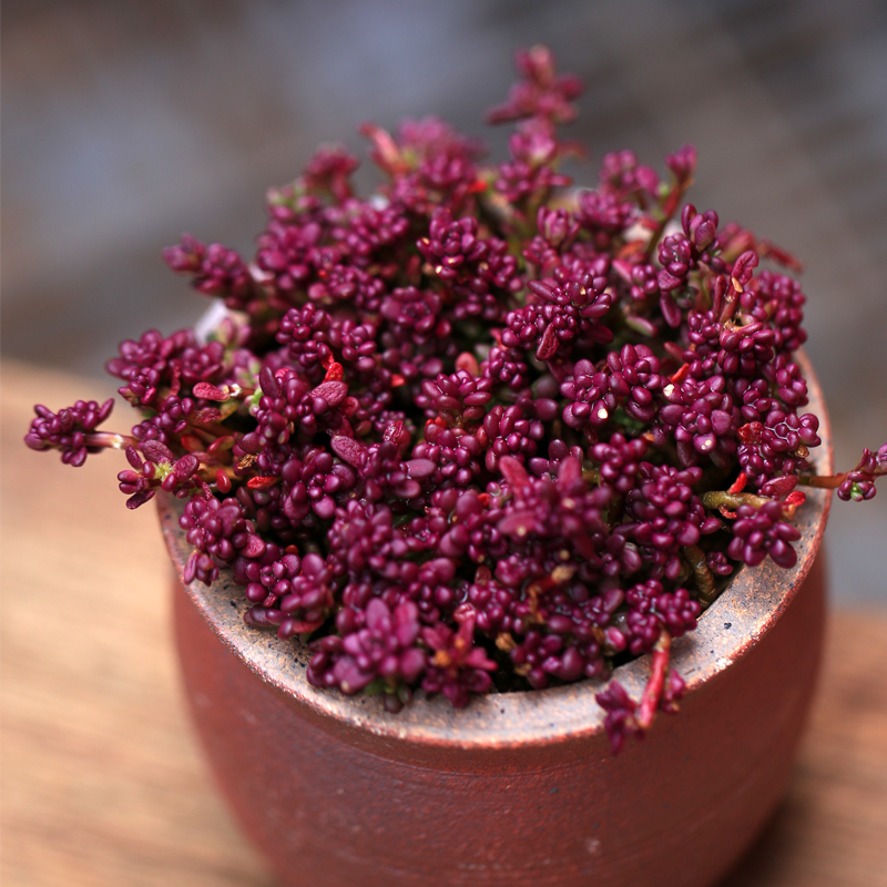 十二卷多肉的品种图鉴,100种多肉植物图片大全