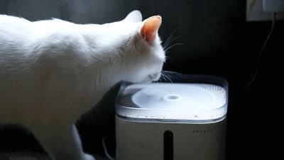 养猫有什么办法驱蚊子,养猫不可以用蚊香怎么驱蚊