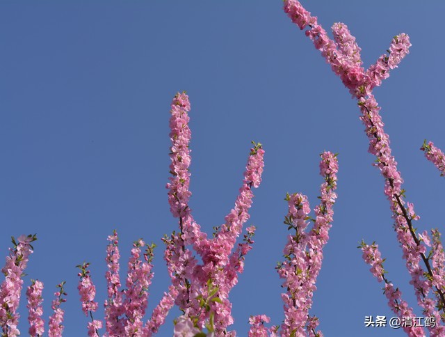 榆叶梅病害有哪些,榆叶梅的观赏特性有哪些呢