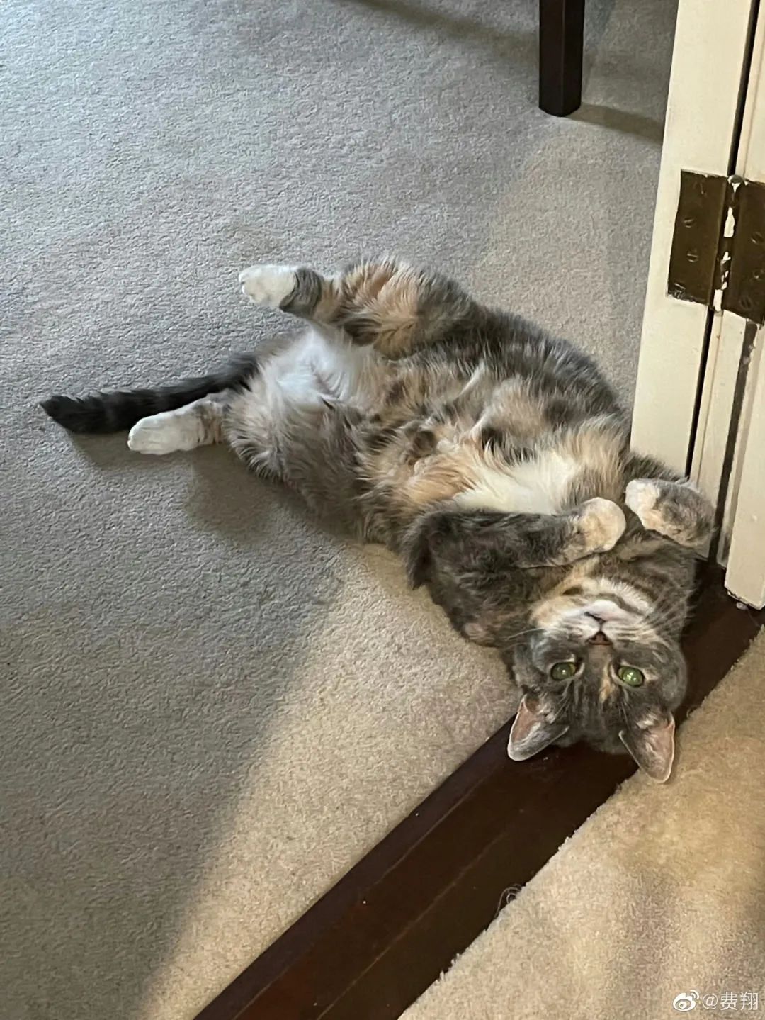 封神英雄榜纣王哭着摸妲己脸,纣王和妲己的黑历史