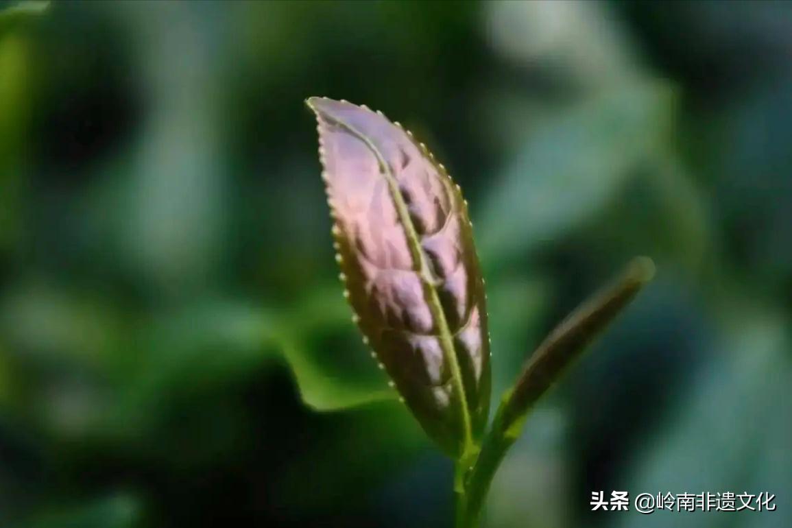 安溪铁观音茶文化,茶文化铁观音