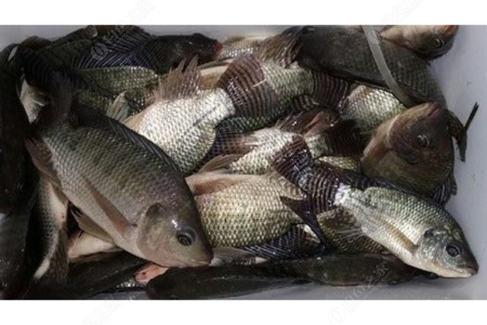 钓罗非最后罗非喜欢吃散炮,罗非大师讲解钓罗非知识