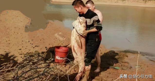 三峡大坝里最大鳡鱼,三峡大坝鱼群画面里部分大鳡鱼