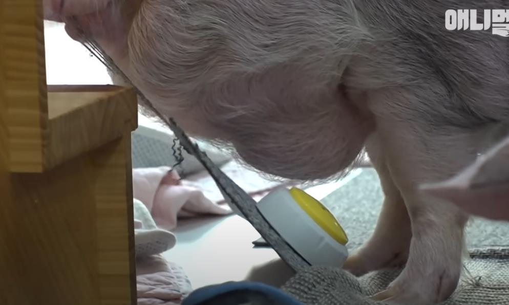 韩国女孩养迷你猪秒变大胖猪,如今带它们刻苦运动节食减肥