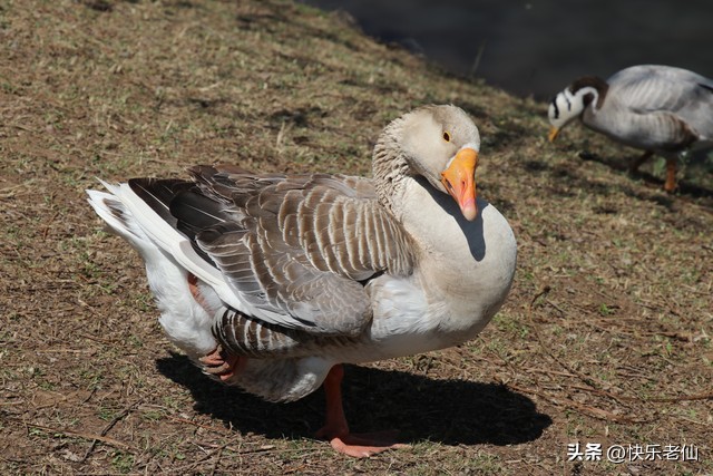 沈阳森林动物园缆车,自驾沈阳森林动物园