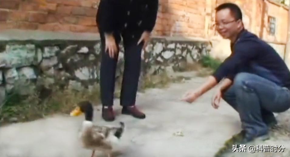 13年广西发现神奇鸭子，只给美女按摩能懂人话，禁提“煲汤”二字