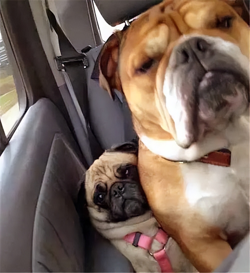 狗狗不拴绳怎么训练,狗狗胆小粘人怎么训练分离