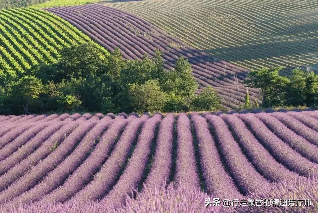 十大入门精油,新手入门精油分类