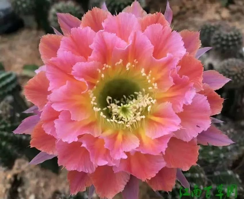 200种·仙人球开花图鉴，大开眼界，美到爆