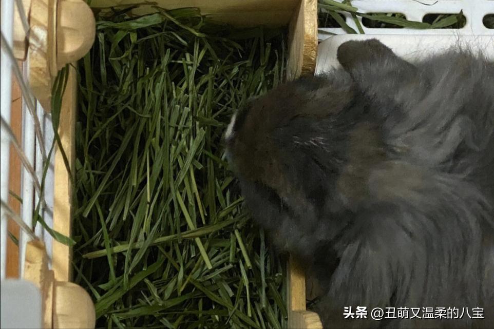 兔子打喷嚏流白鼻涕会死吗,兔子眼睛有白色的分泌物是什么