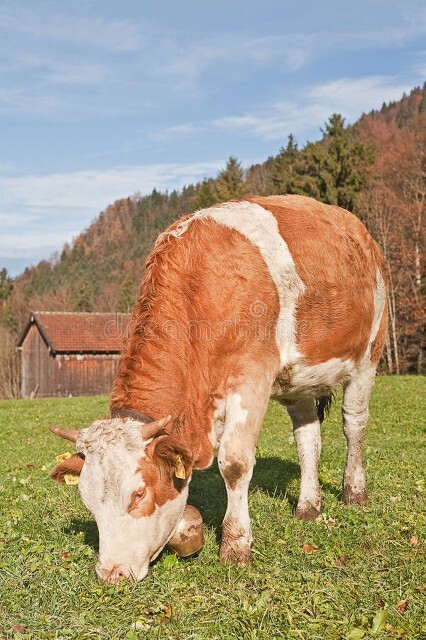 2023西门塔尔牛价行情,今日黄牛西门塔尔活牛价格