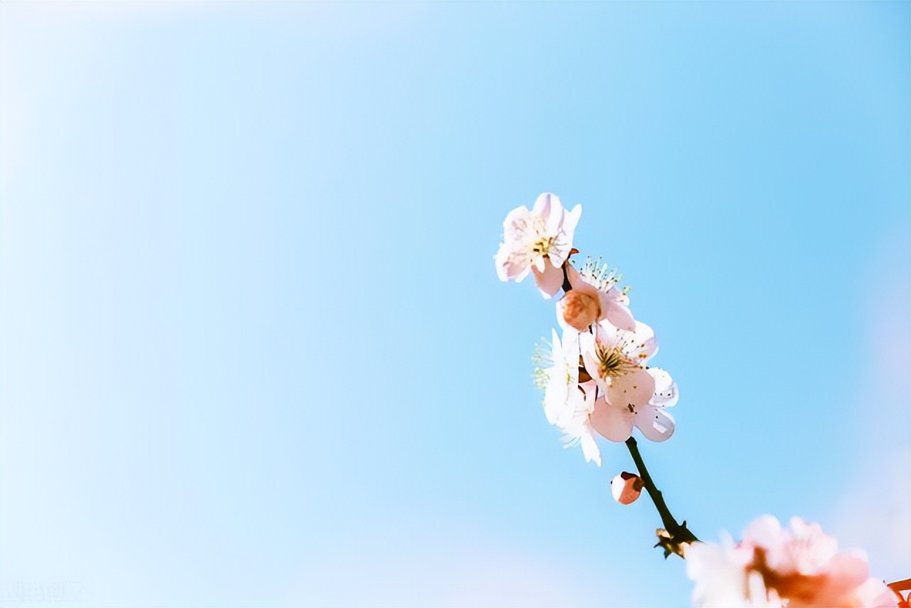 如果有一天表白了你会怎么样,如果有一天有一个男孩跟你表白