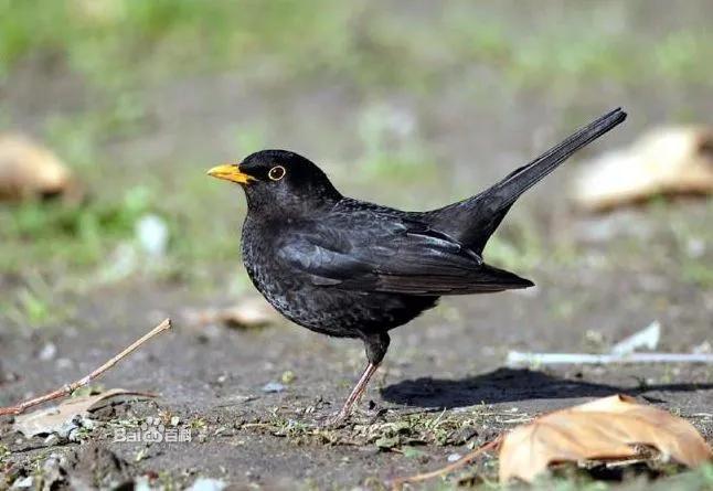 小区常见十种鸟,小区里黑色鸟一般是什么鸟