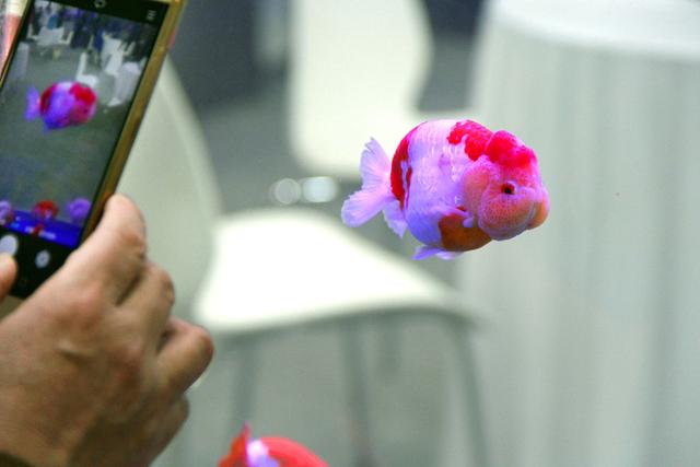 新手养兰寿金鱼饲养技巧,养好兰寿金鱼需要哪些东西