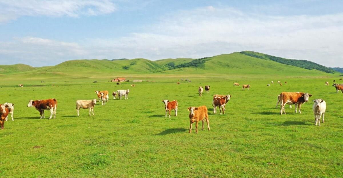 内蒙古公办高职院校排名,内蒙古最好的高职排名