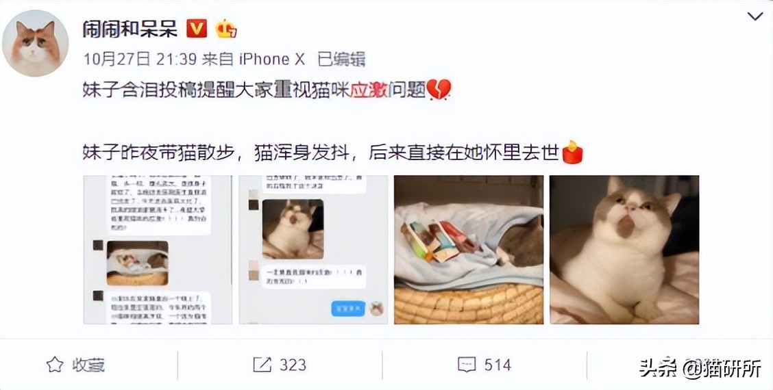 猫肥厚型心肌病分几期,猫得了hcm肥厚型心肌病