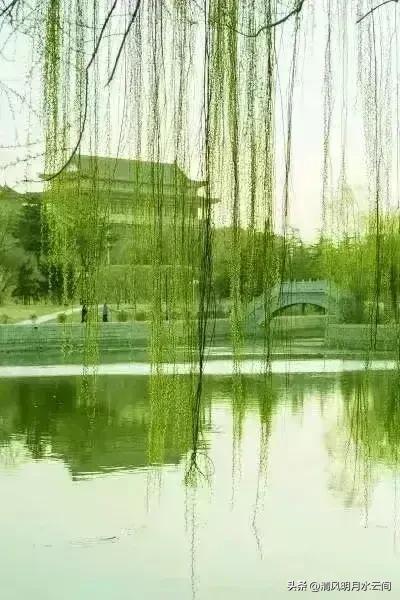 依依垂柳，妖妖春水