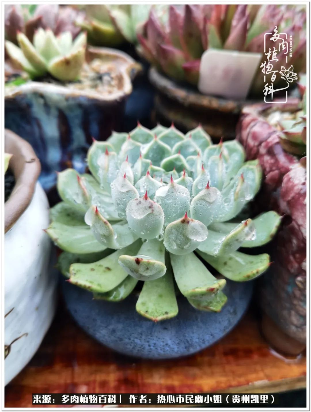 养多肉是件很幸福的事,养多肉养出好心情来